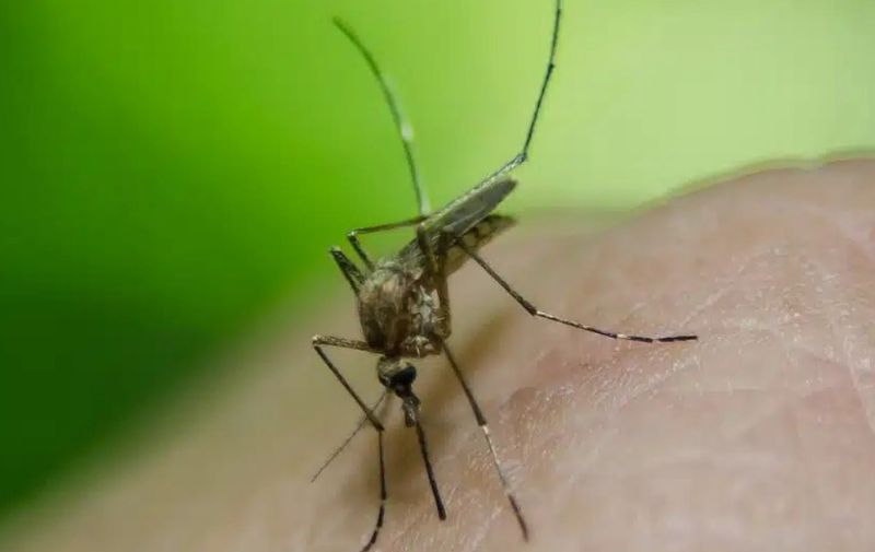 OMS aprobó una nueva vacuna contra el dengue