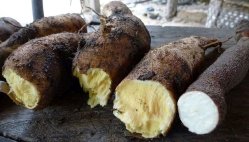 Murió niña de 9 años que comió yuca amarga en Anzoátegui