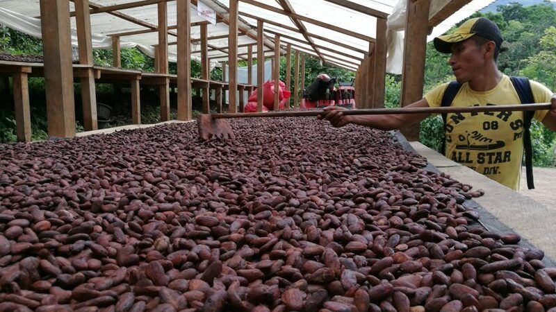 Productores de cacao serán incorporados a Patria +Detalles