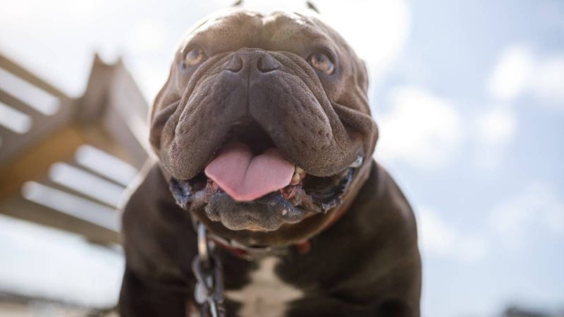 Sacrifican a pitbulls por atacar a su dueño con discapacidad