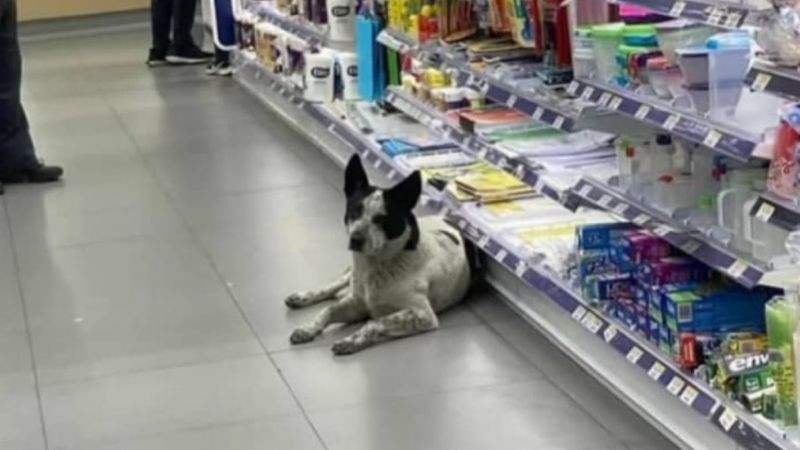 Fiscalía anuncia investigación por desaparición de "Manchas"