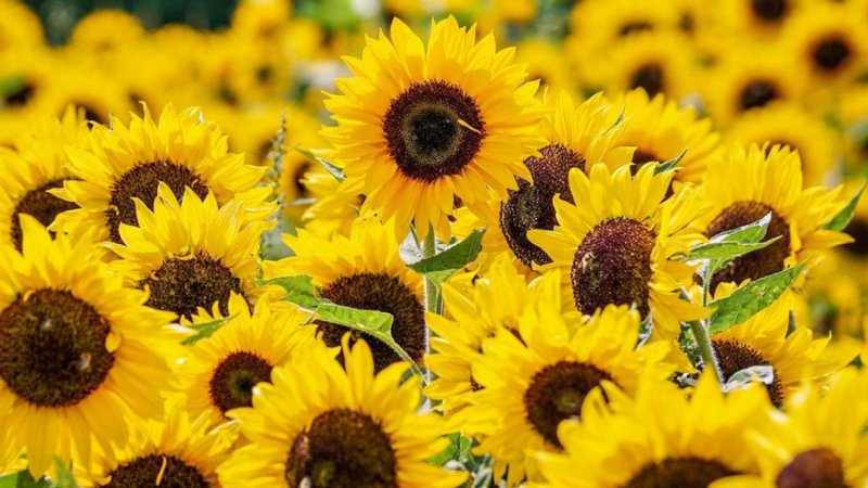 El significado de regalar flores amarillas cada 21 de septiembre