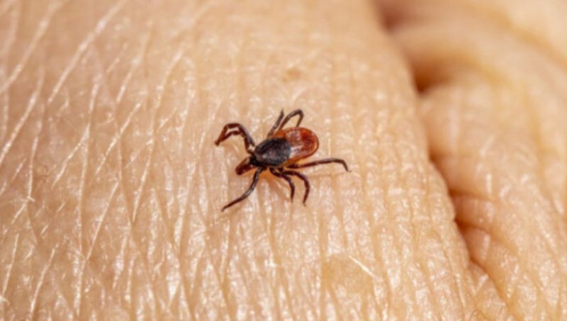 Detectan virus desconocido en China: lo transmiten las garrapatas