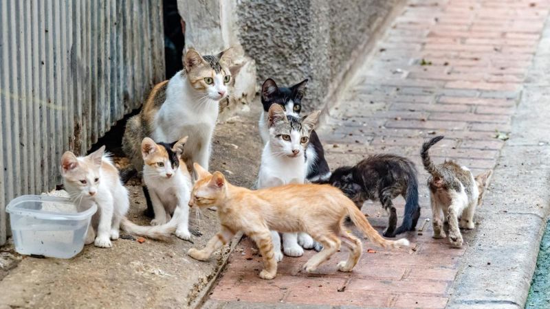 Alertan muertes masivas de gatos en Maracay