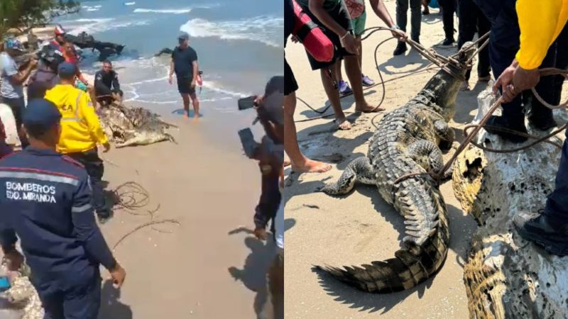 Capturan un gran caimán en playa de Higuerote