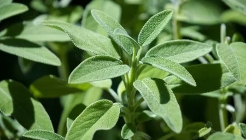 Esta es la planta que regula el azúcar en la sangre