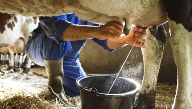 Detectan gripe aviar en leche cruda de una granja en EEUU