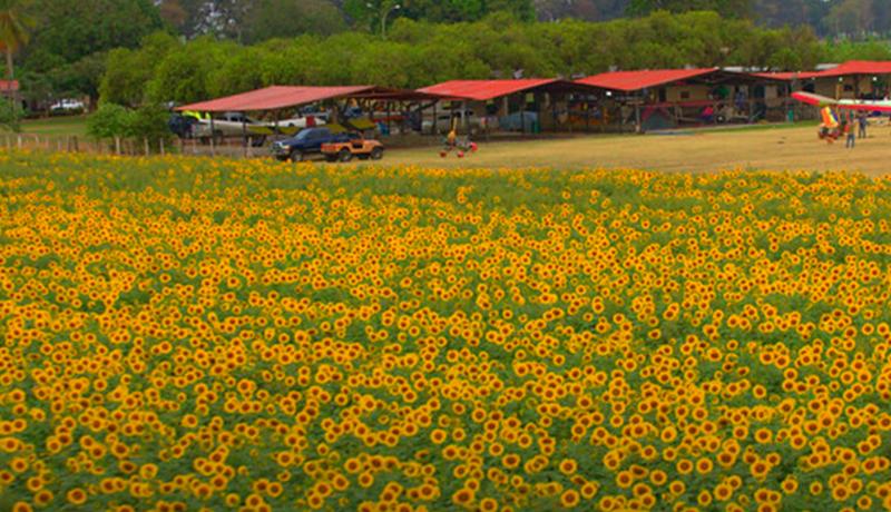 Comenzó la temporada de girasoles en Portuguesa +Detalles