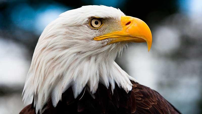 Águila calva blanca es declarada Ave Nacional de Estados Unidos