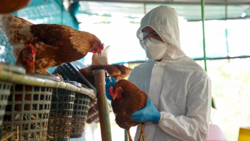 EEUU confirma primer caso humano grave de gripe aviar