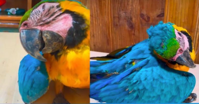 Investigarán a canchas de pádel por muerte de guacamayas