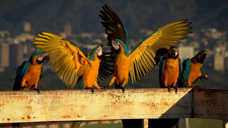 Murió guacamaya que chocó contra cancha de pádel en Caracas