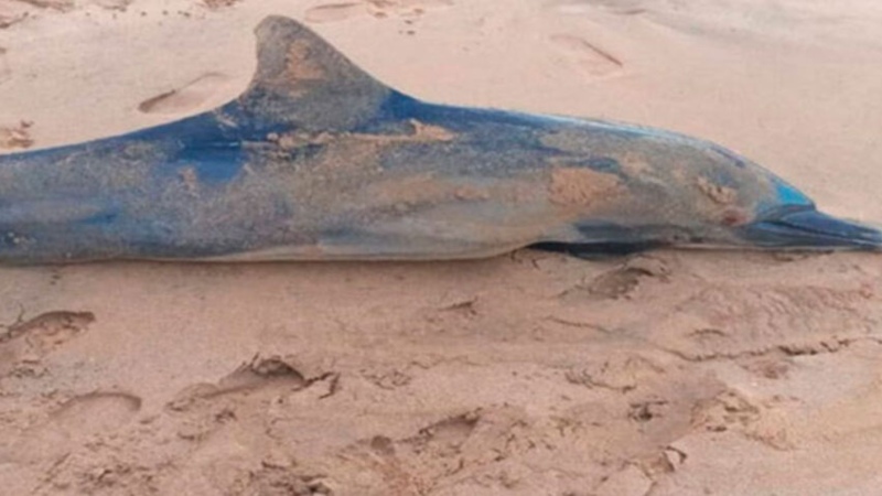 Muerte de delfines en playas venezolanas pone en alerta a las autoridades