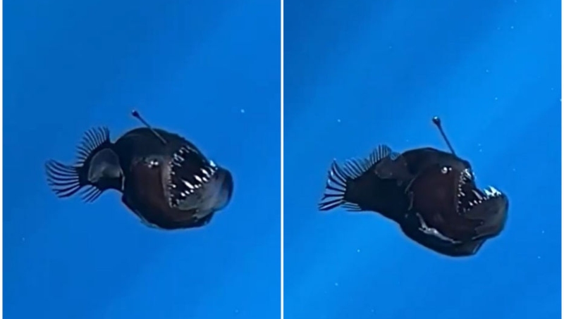El pez diablo negro, la especie vista por primera vez en las aguas de Tenerife
