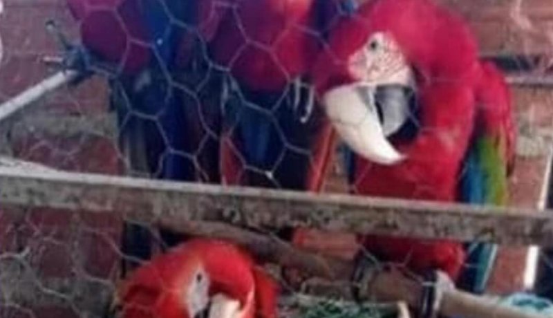 Rescatan a guacamayas en Caracas: las tenían en una jaula para venderlas