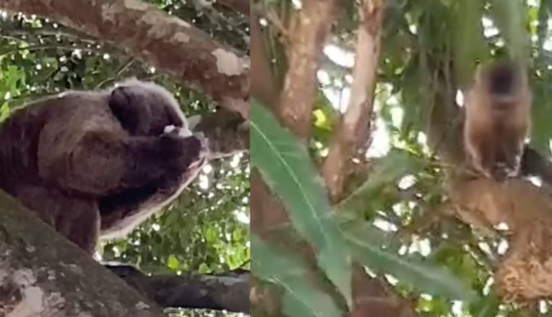 Alarma por monos sueltos en los Altos Mirandinos: ¿de dónde escaparon?