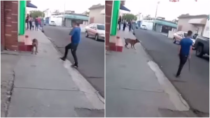 Detenido por agredir brutalmente a un perrito de la calle en Lara +VIDEO