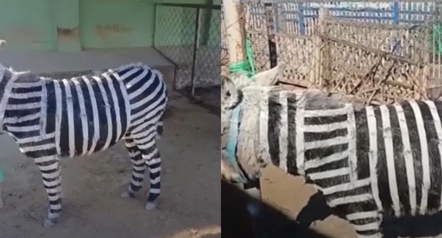Zoológico en China pintó a burros para hacerlos pasar por cebras