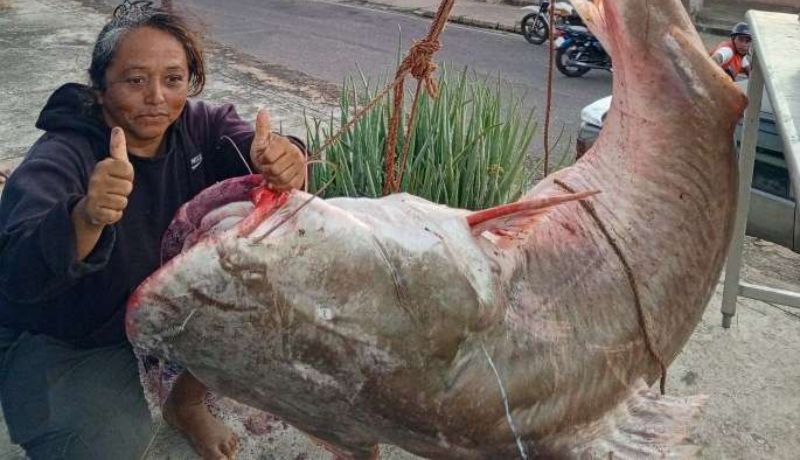 La conocen como “Lola la Pescadora”, y pasará a la historia en el registro de pesca que se lleva en el río Orinoco, tra capturar un bagre Lau Lau de 146 kilos. Se trata del más grande capturado desde el año 1981. SÍGUENOS EN INSTAGRAM: [CLIC AQUI]  Su nombre de pila es Marlene Josefina García. Y concretó la captura del pez el pasado domingo 23 de febrero, cerca de la una de la tarde. Lo hizo el sector río arriba conocido como Punta de Piedra, según confirmó la misma Lola. Junto a sus dos hijos y esposo, la mujer se dedica a la pesca artesanal desde hace 12 años. Y es en la actualidad, referencia entre los pescadores que navegan todos los días en el majestuoso río. LEA TAMBIÉN: "ES UN EXTORSIONADOR": CABELLO CONFIRMÓ DETENCIÓN DEL PERIODISTA RORY BRANKER  De acuerdo a García, hace seis años logró pescar un lau lau de cerca de 200 kilos. Aunque el hecho no fue reseñado ni por autoridades ni por la prensa. Y el pasado 27 de diciembre de 2024, logró capturar a otro bagre de 98 kilos. MÁS SOBRE LAS PESCAS EN EL ORINOCO Nació en Ciudad Bolívar en el vecino estado Bolívar, vive en el sector Las Malvinas de Ciudad Orinoco. García, con 47 años, dice que aprendió de sus padres distintas artes de la pesca. Y las utiliza para la captura de ejemplares de gran tamaño, que la han hecho reconocida. Con gran orgullo cuenta que capturar ese ejemplar tan grande fue posible “usando el arte de pesca espinel”. Según describe el Ministerio de Pesca es un tipo de aparejo utilizado en la pesca fluvial, que consiste en una cuerda a la cual se le agregan líneas con anzuelos a intervalos regulares”. El pescado fue vendido a la pescadería municipal, que distribuyó la carne en comedores de escuelas, centros de salud y mercados populares. De acuerdo al ministerio, “al desembarcar este bagre lau lau, conocido como el Gigante del Orinoco, el pueblo recibió a Lola con gran emoción. Mostrando sus felicitaciones y orgullo por contar con esta gran mujer que deja en alto a los pescadores artesanales fluviales”. Y por referencias, el Lau Lau gigante del Orinoco se le conoce en Amazonas con el nombre de “valentón”, en Brasil se le llama “filhiote” y en lengua warao se le nombra “horu-joko”. En Colombia como pirabutón y manitoa en Perú. Es preciso destacar que hace 44 años en el poblado Las Galderas (Bolívar), en todo el centro del canal del río, se pescó un Lau Lau de 142 kilos, de dos metros y 26 centímetros. 