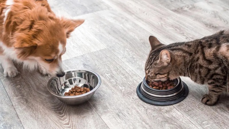 La cantidad y el tipo de comida que debe ingerir los perros y gatos