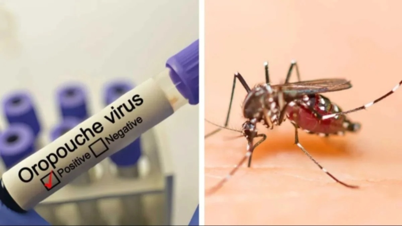 Así fue como se originó el virus de Oropouche