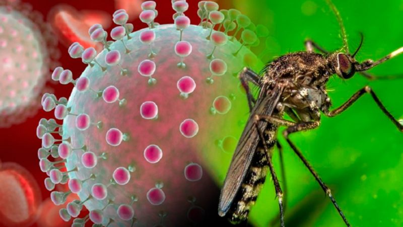 Todo lo que debes saber sobre el virus de Oropouche +Recomendaciones