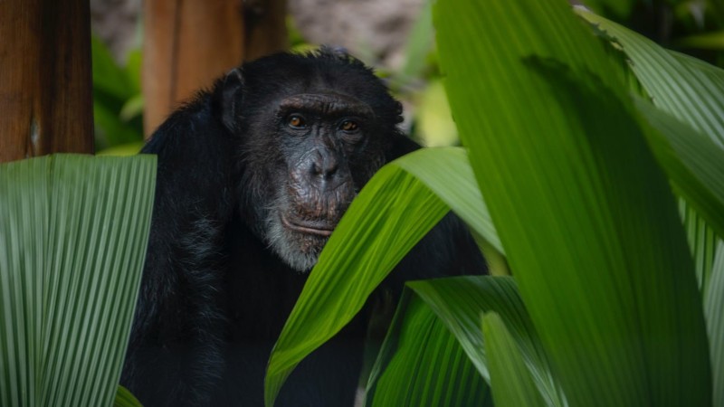 Yoko, el último chimpancé en cautiverio de Colombia es trasladado a Brasil