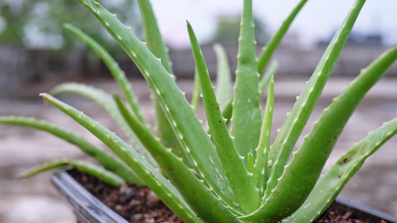 Cómo preparar una crema con aloe vera para cuidar la piel