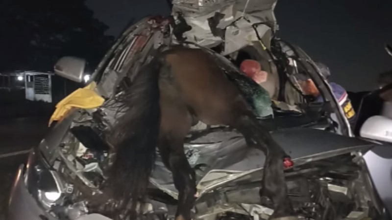 Un policía murió al chocar contra un caballo en Carabobo