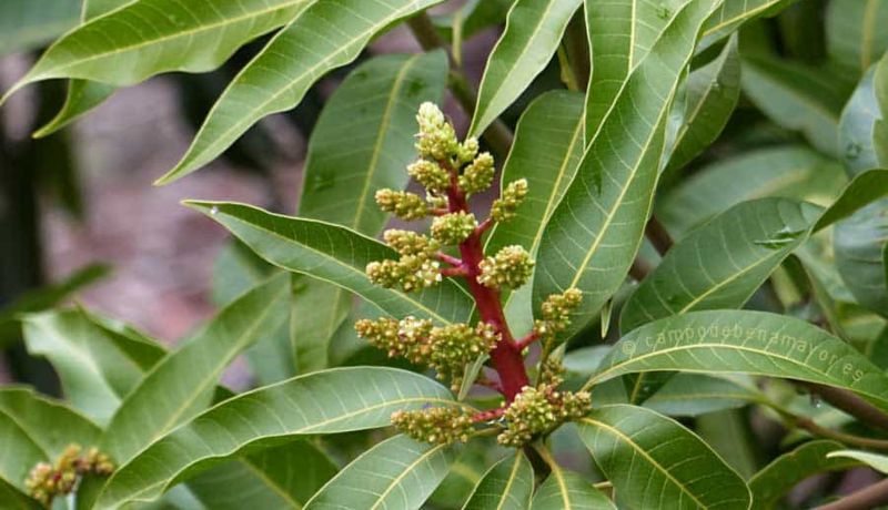 Las enfermedades que cura el té de hoja de mango, según la ciencia