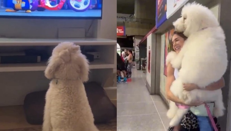 MP investigará el caso del envenamiento de dos perros la casa de una influencer