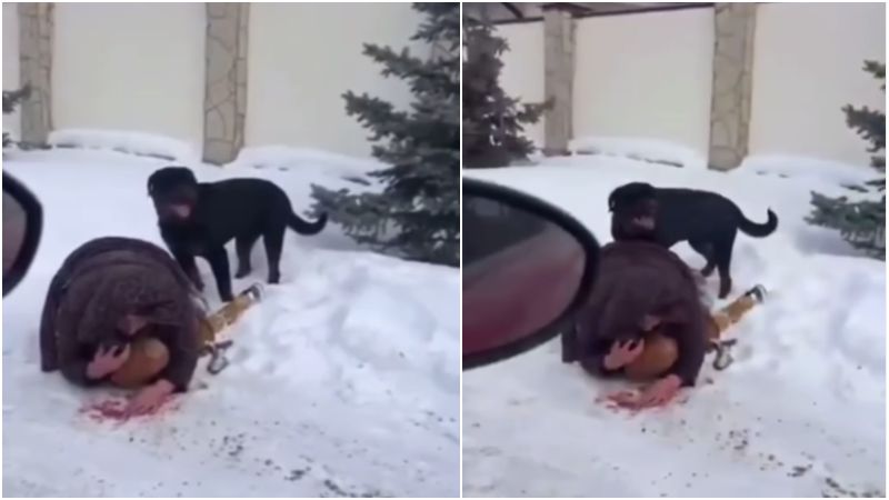 Mujer protegió a su hijo de 5 años del feroz ataque de un Rottweiler +VIDEO