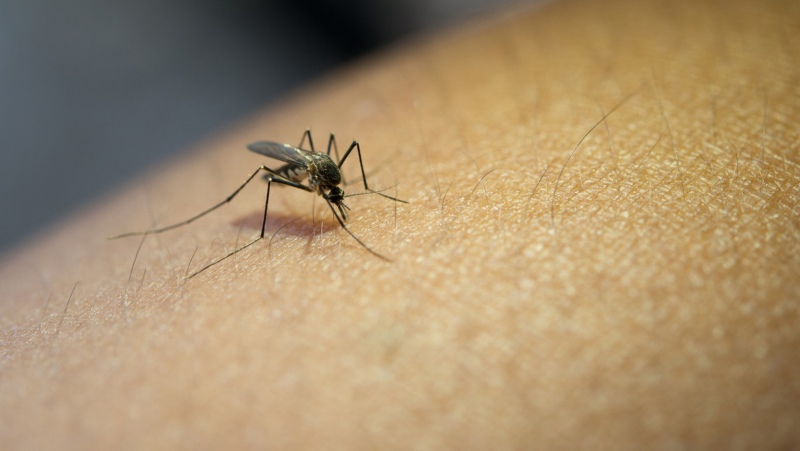 Confirmaron cinco casos del virus Oropouche en Venezuela