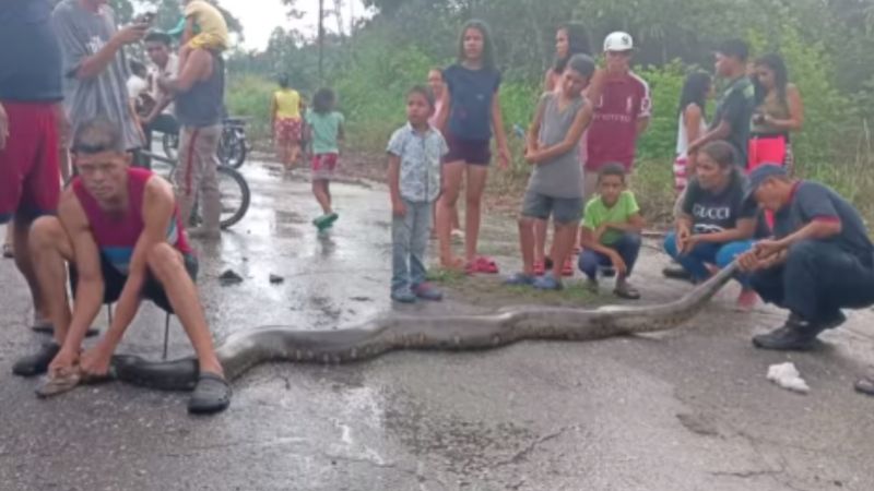 Hallan anaconda de más de cinco metros en Yaracuy
