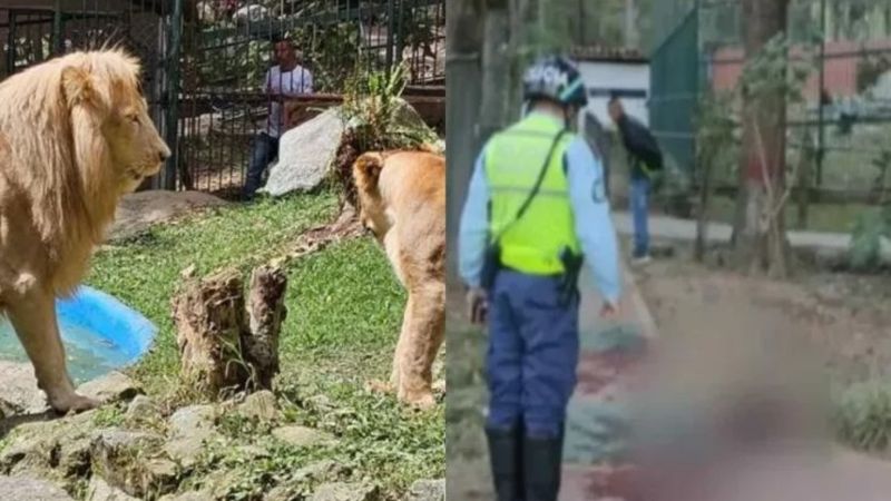 Mérida: Murió vigilante que intentó acariciar a unos leones, estuvo dos meses en agonía