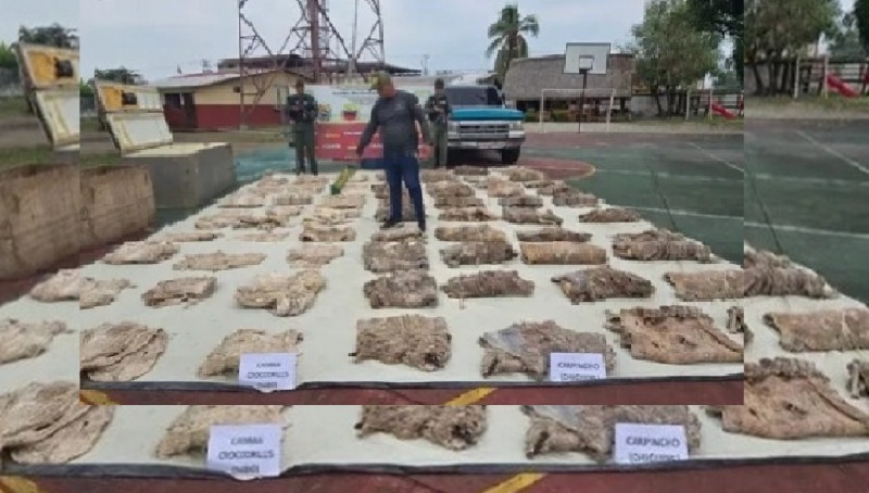 Descomisaron mil kilos de baba y chigüire por venta ílicita en Barinas