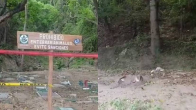 Prohibieron entierro de mascotas en el Ávila: La advertencia de las autoridades +VIDEO