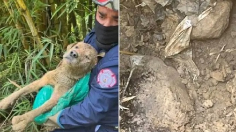 VIDEO DESGARRADOR: Enterraron vivo a un perro y así fue su rescate