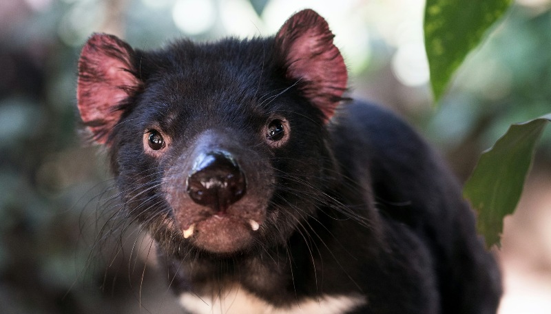 Demonio de Tasmania regresa a Australia después de 3.000 años