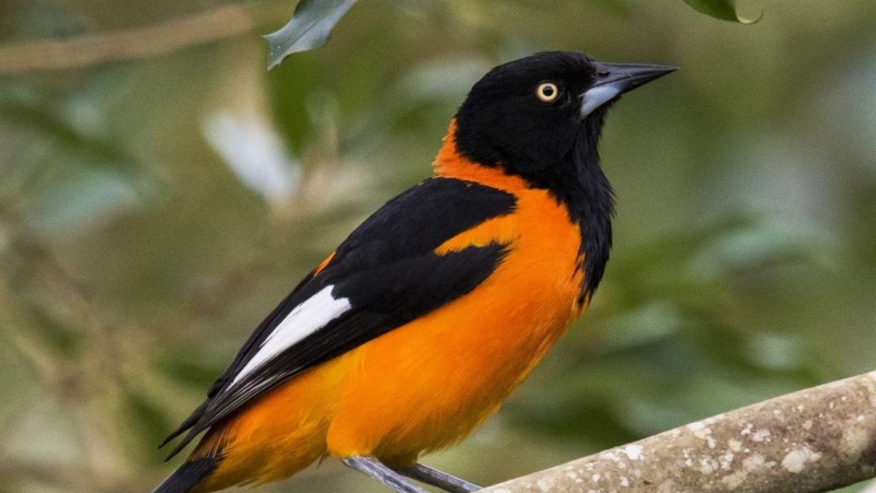 Rescataron a 25 aves exóticas en Petare: Había cinco turpiales