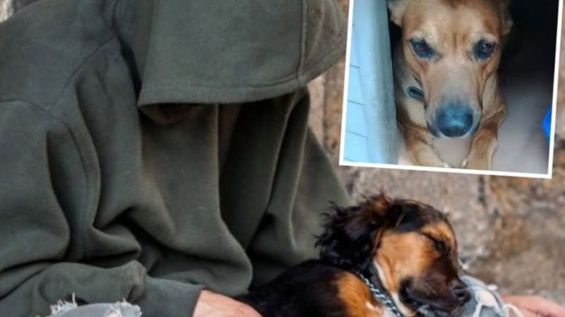 Hombre murió de frío en Argentina por no abandonar a su perro