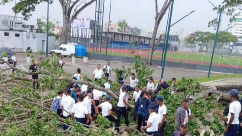 Estudiante murió al caerle árbol encima en Maturín