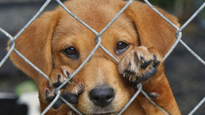 Cómo denunciar ante el Ministerio Público un caso de maltrato animal