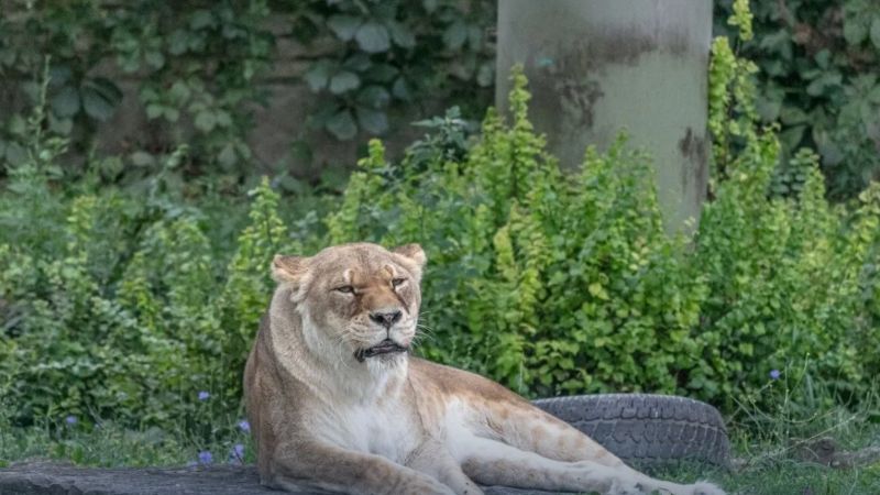 El zoológico que se viralizó por pedir mascotas no deseadas para alimentar a sus leones