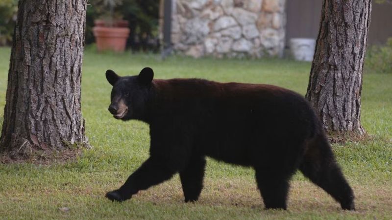 Florida autorizó caza de osos negros por primera vez en 10 años