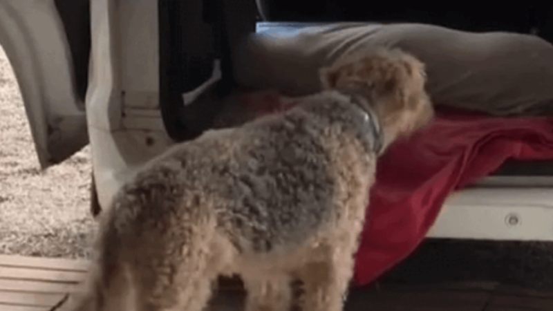Mujer murió al ser empujada por sus perros cuando la recibían