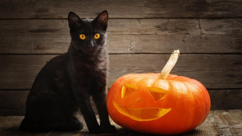 Ciudad en España prohibió la adopción de gatos por Halloween, esta es la razón
