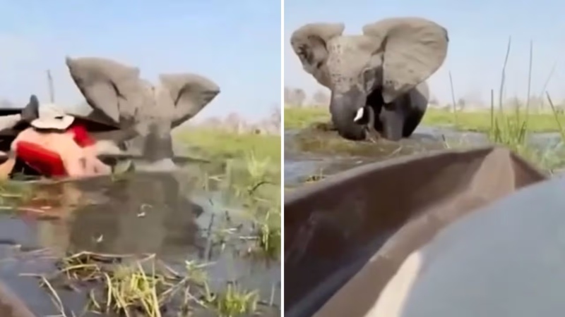 VIDEO INSÓLITO: Turistas quedó al borde de la muerte por ataque de un elefante