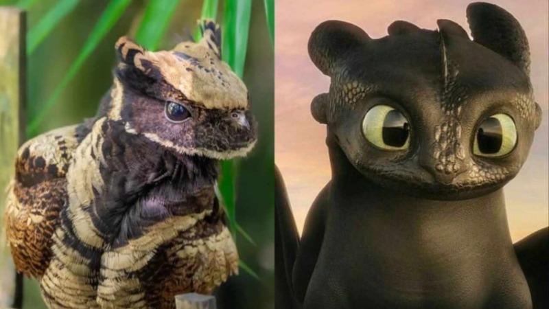 El ave que tiene un gran parecido físico a Chimuelo de 'Cómo entrenar a tu dragón' +FOTOS