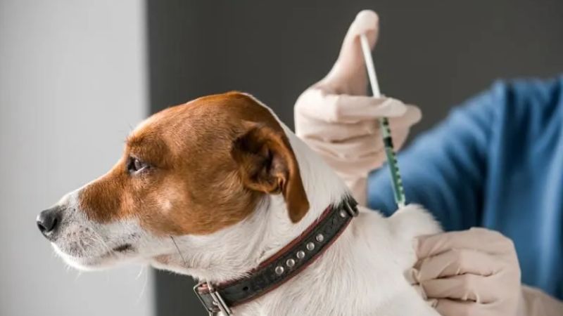 Veterinarios conocieron directrices internacionales para la vacunación canina 2025